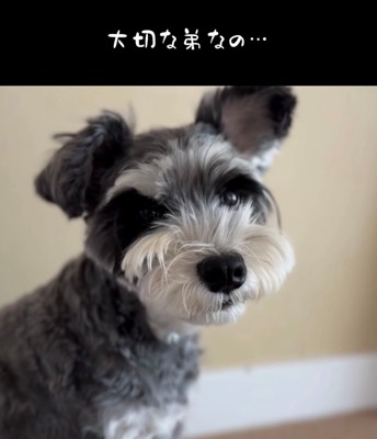 やさしい表情で見つめる犬のアップ