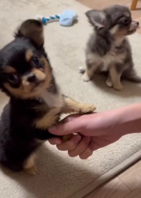 カメラ目線のマリンちゃん