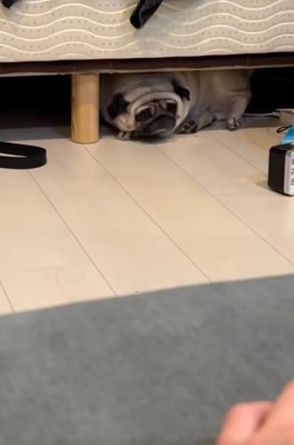 回転するしーちゃん