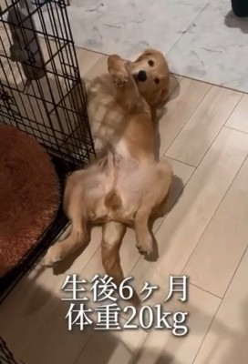 生後6か月の麹くん3