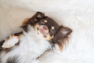 毛布の上で眠るチワワ