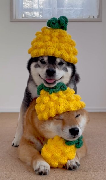 パイナップルの帽子をかぶって頭を重ねる2頭の柴犬