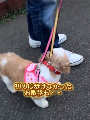 歩けないぽてりちゃん