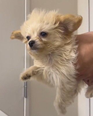 扇風機の風に当たりながら、飼い主に抱っこされて犬かきをする犬