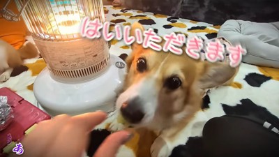 勢いよくパクッ