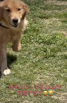 笑顔で近寄る犬