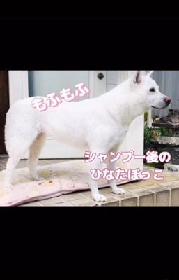 マナちゃんの6年間の軌跡4