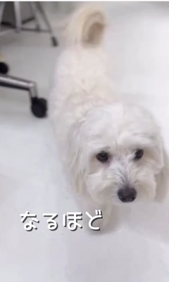 近づいてくる白い犬