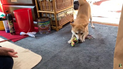「遊ぼう！」とおもちゃを持ってきました