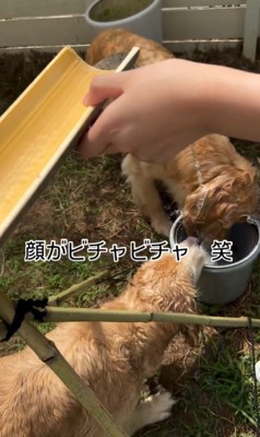 流しそうめんをする大型犬3頭9
