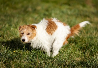 排泄しようとする犬