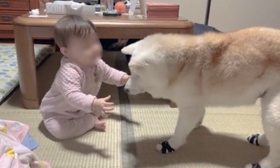伸ばされた手を受け入れる犬