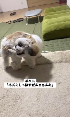 ネズミしっぽを嫌がる茶々丸ちゃん10