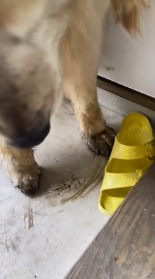 廊下の前で立ち止まる犬