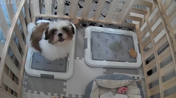 吠えて教えるこた君