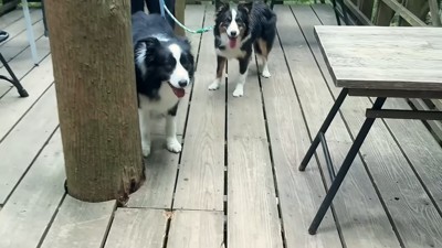 笑顔の2匹