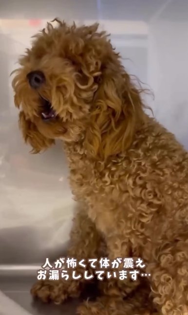 ケージの隅で吠えるボサボサのトイプードルのパピー