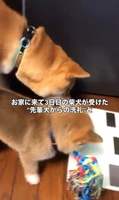 もずく君とわさび君の変化
