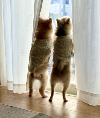 ポメラニアン兄弟