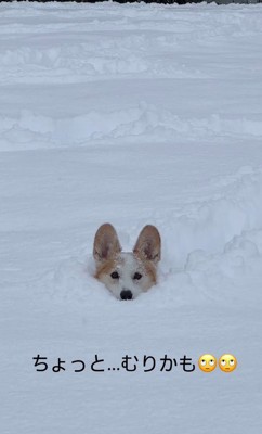雪に埋もれるポムちゃん5