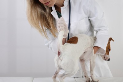 おしりの診察