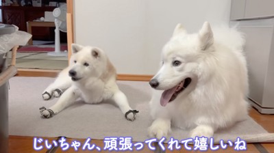 おじいちゃんの作業を遠巻きに見守る2頭の犬