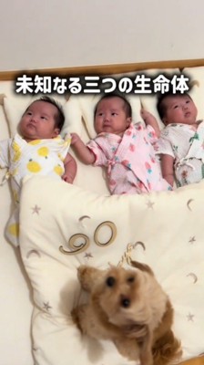布団に並んで寝ている3人の赤ちゃんと、そばに座る犬