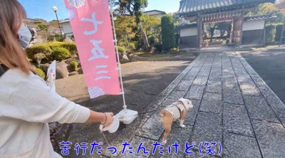 お寺の出口へ向かって歩く妹犬