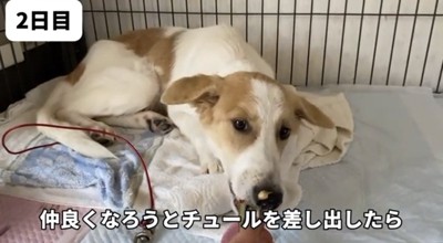 チュールを差し出される犬