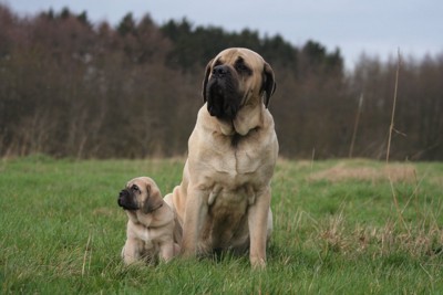 マスティフの親子