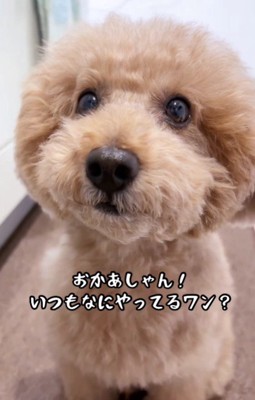 「ママはいつも何してるの？」