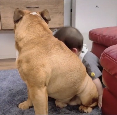 背中を向けて座る犬と赤ちゃん