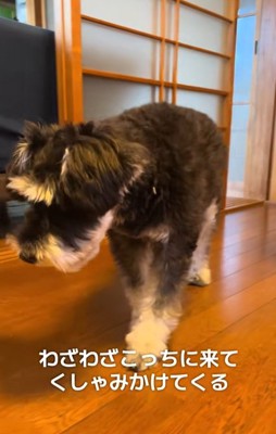 近づいてくるミニチュアシュナウザー