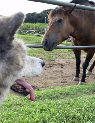 馬と対面する犬