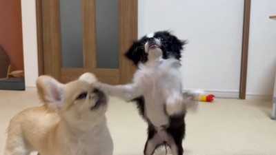 ピノちゃん&パルムちゃんのアイス争奪戦9