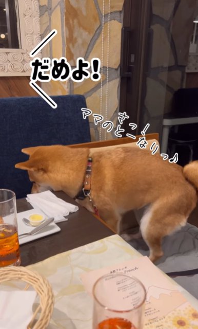 レストランの椅子の上で飼い主のほうへ行こうとする柴犬