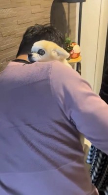 男性に抱き抱えられて安心した顔をする犬