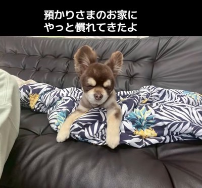 ウトウトする老犬