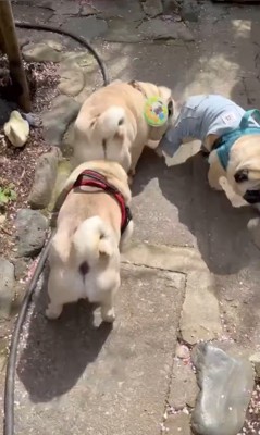 電車のように連結するパグの兄弟4