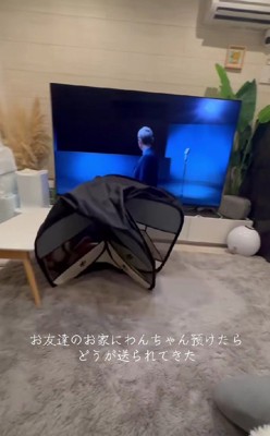 友達の家に愛犬を預けたら…