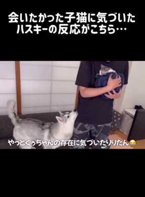 「子猫を見せて！」