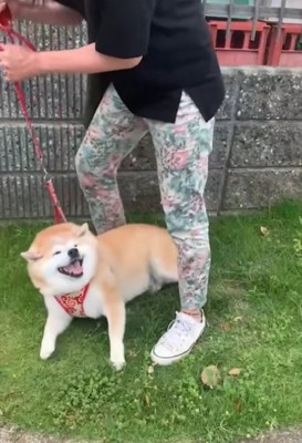リードで引っ張られる柴犬