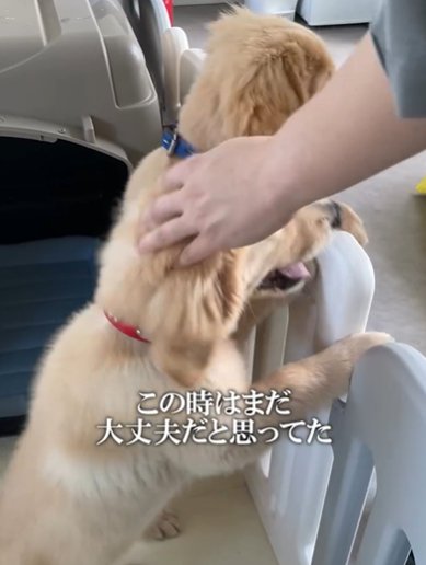 ケージ越しに撫でてもらう2頭のゴールデンレトリバー子犬