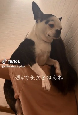 かつがれるピペちゃん