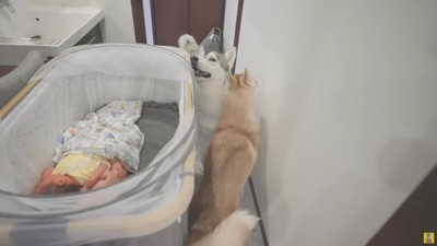 にぎやかになるね♪