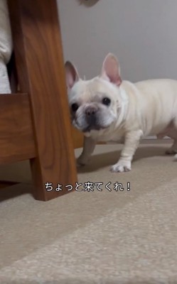 飼い主さんを呼ぶはちくん