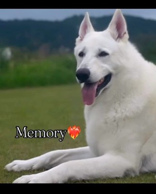 先代犬ウィルくん