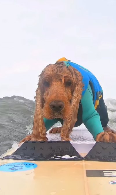 サーフィンをする犬