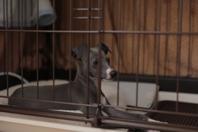 ケージの中の犬