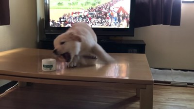 「テレビはやめやめ！」